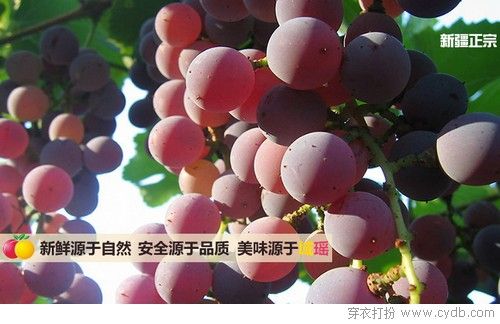 新年见公婆攻略